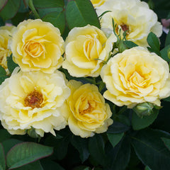Bee Heaven™ Rose Shrub