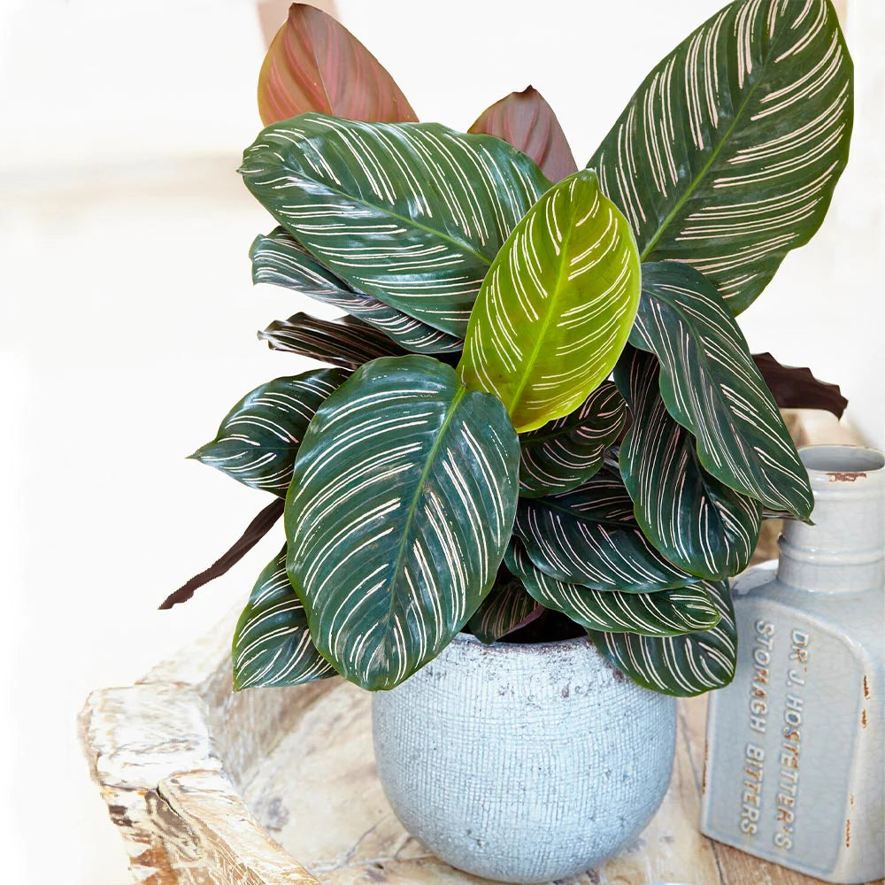 Calathea Ornata