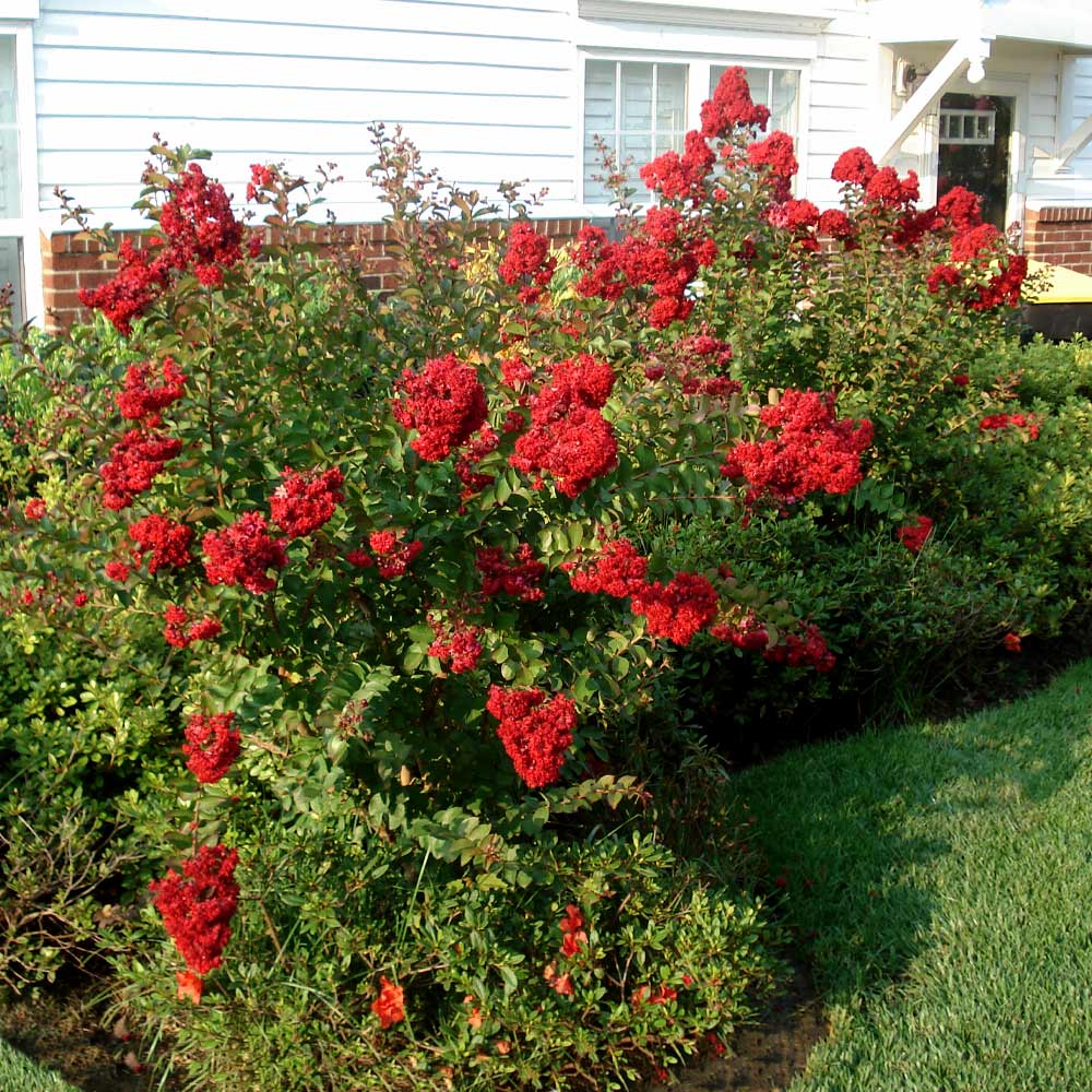 Enduring Summer Crape Myrtle Tree