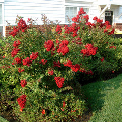 Enduring Summer Crape Myrtle Tree