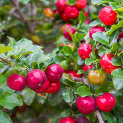 Barbados 'Acerola' Cherry Shrub