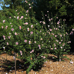 Pink Rose of Sharon Althea Shrub