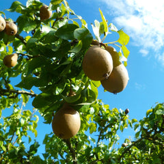 Comice Pear Tree