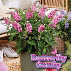 Butterfly Candy® Li'l Taffy™ Butterfly Bush