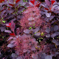 Royal Purple Smoke Bush