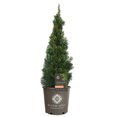 Emerald Squeeze™ Thuja Tree