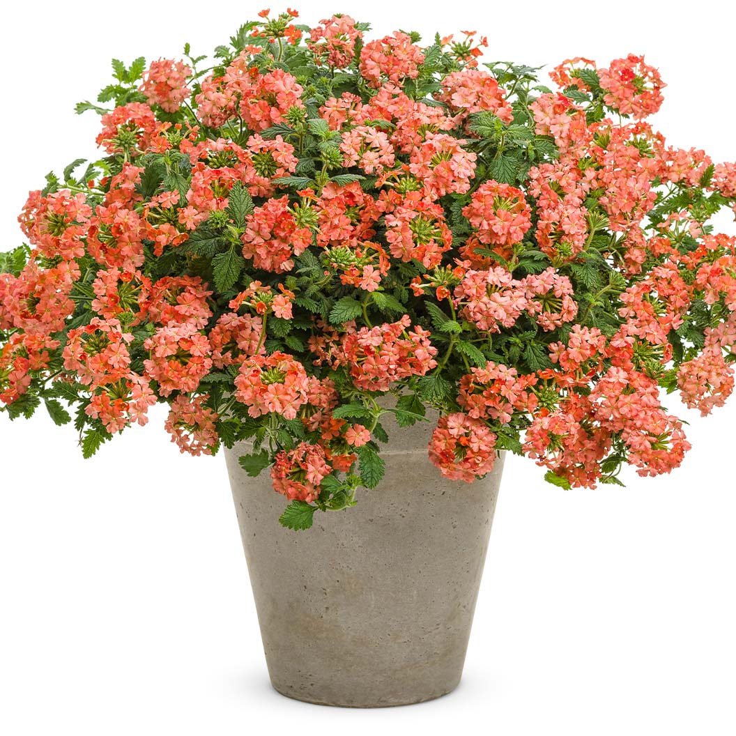 Proven Winners® Superbena Royale® Peachy Keen Verbena