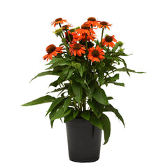 Better Versions® Sombrero® Adobe Orange Echinacea Plant