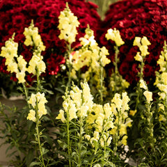 Speedy Sonnet Yellow Snapdragon