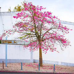 Pink Silk Floss Tree