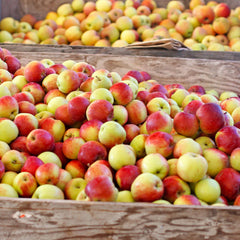 Jonagold Apple Tree
