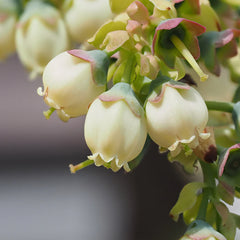 Sweetheart Blueberry Bush