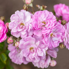 Bloomables® Pretty Polly® Lavender Rose