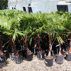 Bottle Palm Tree