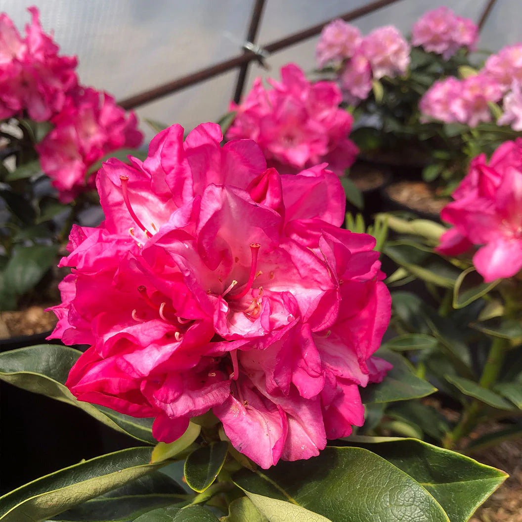 Holden's Fuchsia Hybrid Rhododendron Shrub