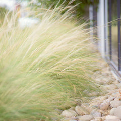 Mexican Feather Grass