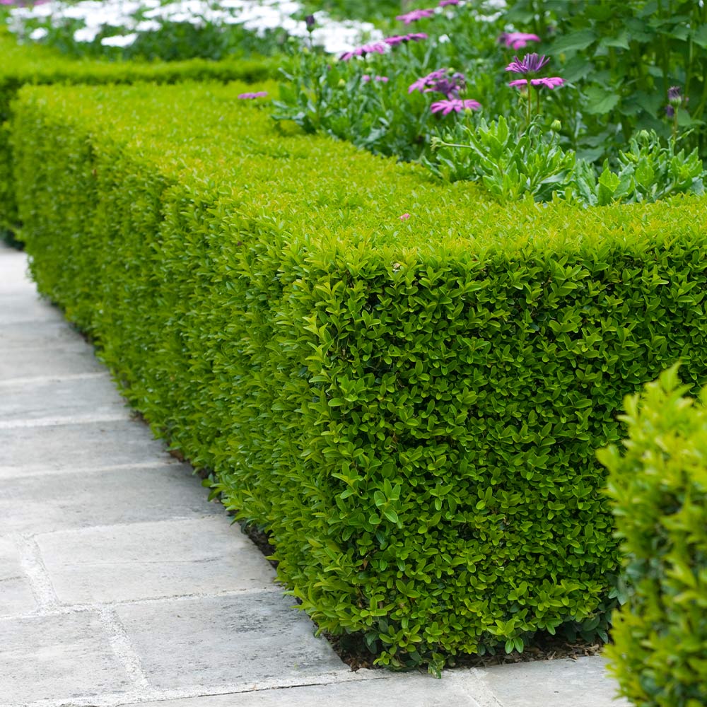 Wintergreen Boxwood Shrub