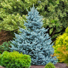 Avatar Blue Spruce Tree