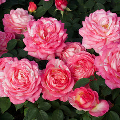Marc Chagall Rose Tree