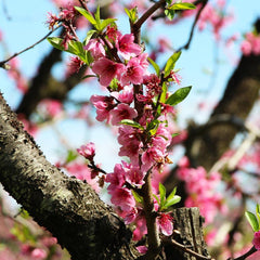 Frost Proof Peach Tree