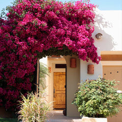 Barbara Karst Bougainvillea Vine