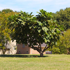 Southern Living® Little Miss Figgy™ Tree