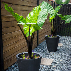 Alocasia Dark Star Shrub