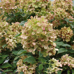 Proven Winners® Limelight Hydrangea Tree