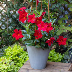 Red Crimson Diplodenia Bush