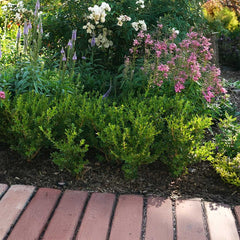 Better Boxwood® Babylon Beauty™ Shrub
