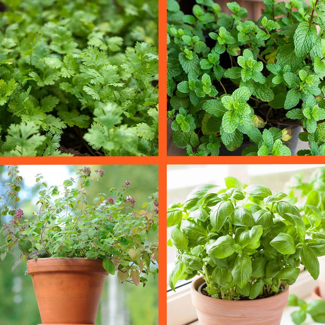 Start Fresh Organic Herb 4 Pack Plant