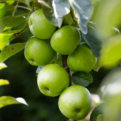 Fruit Snacks® Tangy Green™ Columnar Apple Tree