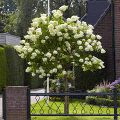 Proven Winners® Limelight Hydrangea Tree