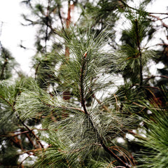 Black Hills Ponderosa Pine Tree