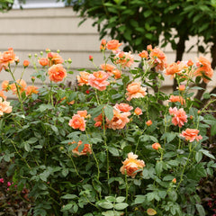 Proven Winners® At Last® Rose Shrub