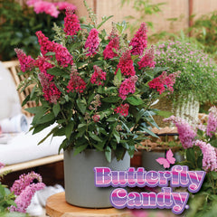 Butterfly Candy® Li'l Raspberry Butterfly Bush