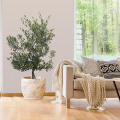 Mission Olive Tree