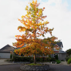Swamp White Oak Tree
