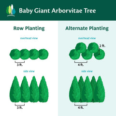 Baby Giant Arborvitae Tree