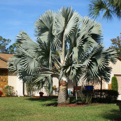 Bismarck Palm Tree