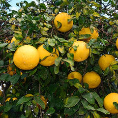Ray Ruby Grapefruit Tree