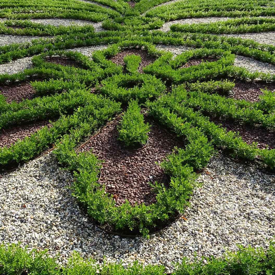 Better Boxwood® Renaissance™ Shrub