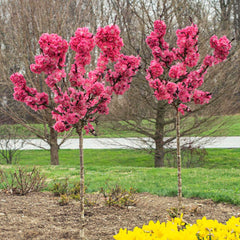 Ruby Ruffle™ Patio Peach Tree