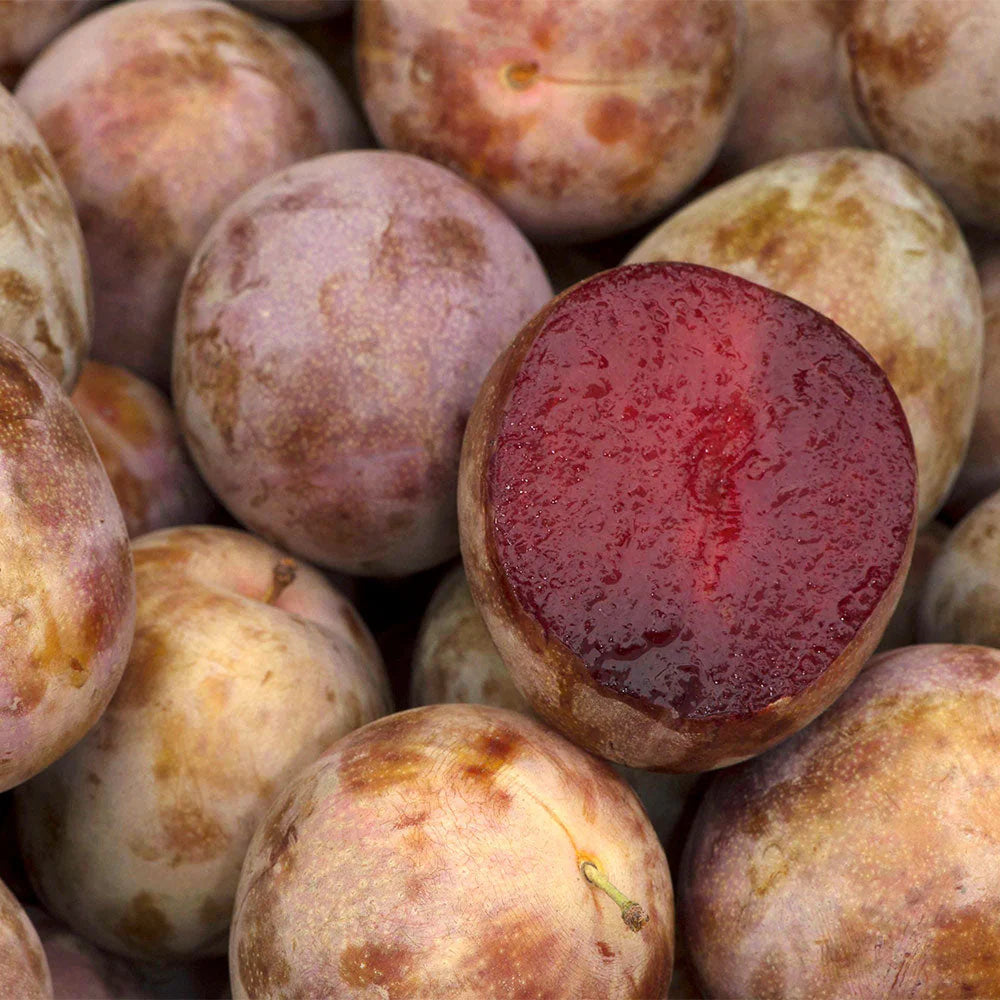 Elephant Heart Plum Tree