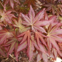 Hot Chana® Japanese Maple Tree