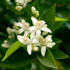 California Honey Mandarin Tree