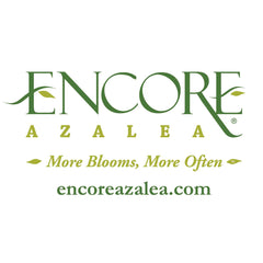 Autumn Royalty® Encore® Azalea