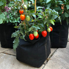 Gardenuity® Patio Tomato Garden